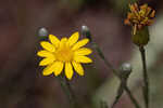 Narrowleaf silkgrass